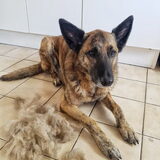 Foto van Dutchshepherdteam