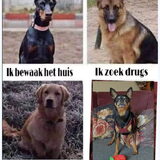 Foto van Marga en de honden Balou R.I.P., Lotus en kat Nemo.