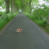 Lotus vind wandelen heerlijk.