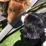 Indy,dikke vriendjes met ram.