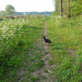 Balou in het bos.