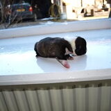 dit is Sjaak, de aller dikste pup van het stel........ om te kijken of…