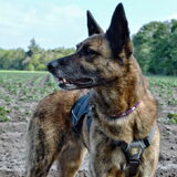 Foto van Dutchshepherdteam