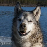 Foto van Alaska's Finest!