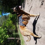 Foto van Dutchshepherdteam