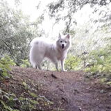 Foto van anja met Bobby(r.i.p. 25-9-25)