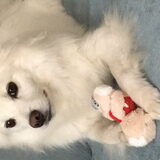 Foto van anja met Bobby(r.i.p. 25-9-25)