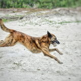Foto van Dutchshepherdteam
