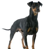 Manchester Terrier