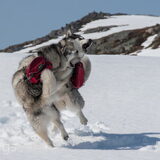 Foto van Alaska's Finest!