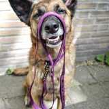Foto van Dutchshepherdteam