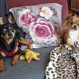 Als ik zeg "botje bijten" Dan heb ik gelijk hun aandacht.