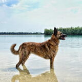 Foto van Dutchshepherdteam