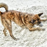 Foto van Dutchshepherdteam