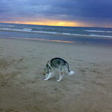 onze wolf