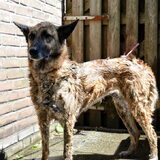 Foto van Dutchshepherdteam