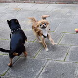 Foto van Marga en de honden Balou R.I.P., Lotus en kat Nemo.