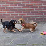 Foto van Marga en de honden Balou R.I.P., Lotus en kat Nemo.
