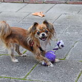 Foto van Marga en de honden Balou R.I.P., Lotus en kat Nemo.