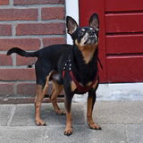Foto van Marga en de honden Balou R.I.P., Lotus en kat Nemo.