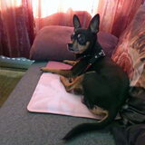 Foto van Marga en de honden Balou R.I.P., Lotus en kat Nemo.