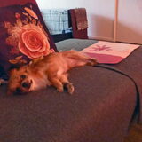 Foto van Marga en de honden Balou R.I.P., Lotus en kat Nemo.