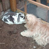 Foto van liesbeth,Turbo,Luna, Levi en Faith