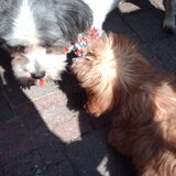 Foto van liesbeth,Turbo,Luna, Levi en Faith