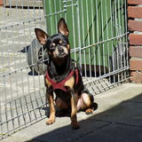Foto van Marga en de honden Balou R.I.P., Lotus en kat Nemo.