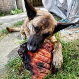 Foto van Dutchshepherdteam