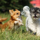 Foto van Lisa; Bobbie, Bentley & Lilly
