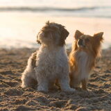 Foto van Lisa; Bobbie, Bentley & Lilly