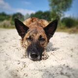 Foto van Dutchshepherdteam