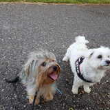 Foto van Lucia, Lizzy & Ziva
