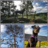 Foto van Ciska en Spanjaardje Moh (Bambi r.i.p.)
