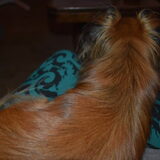 Lotus op schoot.