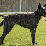 Foto van Dutchshepherdteam