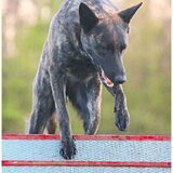Foto van Dutchshepherdteam
