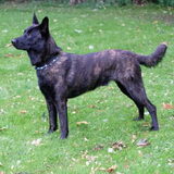 Foto van Dutchshepherdteam