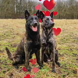 Foto van Dutchshepherdteam