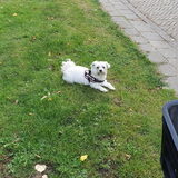 Foto van Lucia, Lizzy & Ziva