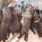 Foto van Dutchshepherdteam