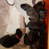 Foto van Dutchshepherdteam