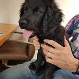 Onze kleine viervoeter, geboren op 29 mei 2019. Hij draagt de naam…
