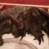 Foto van Dutchshepherdteam