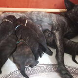Foto van Dutchshepherdteam