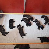 Foto van Dutchshepherdteam