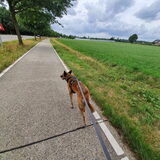 Foto van Dutchshepherdteam