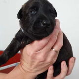Foto van Dutchshepherdteam
