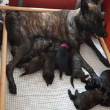 Foto van Dutchshepherdteam